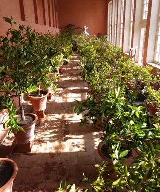 Citrus trees in an orangery for winter