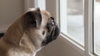 Pug looking out of window