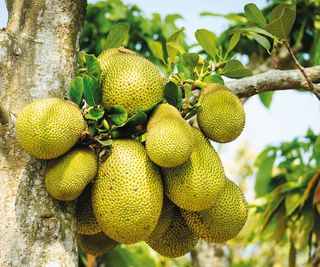 A bunch of Jackfruit growing on the tropical fruit tree