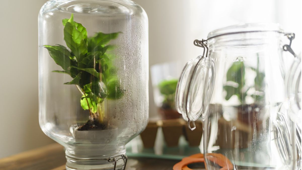 Indoor greenhouse ideas: 4 DIYs to grow plants in your home | Homes and