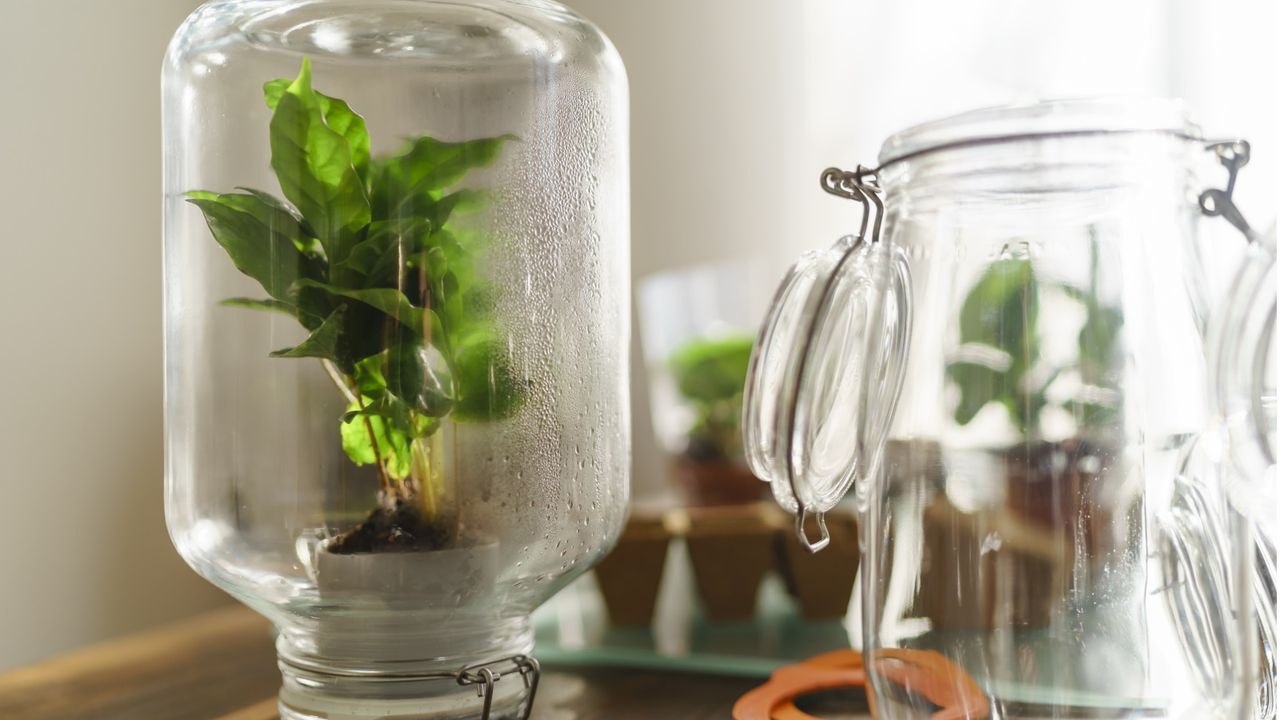 Glass indoor greenhouse