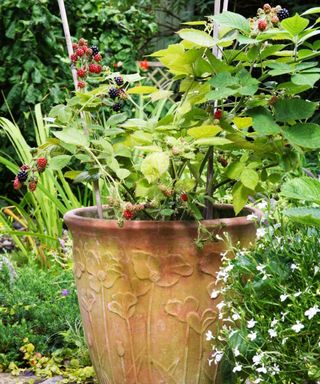 A blackberry plant growing in a pot