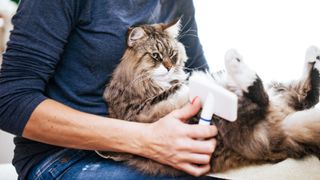 brushing long-haired cats