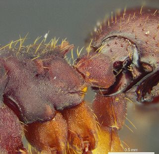 Nymphister kronaueri uses its long mandibles to grip an army ant's "waist."