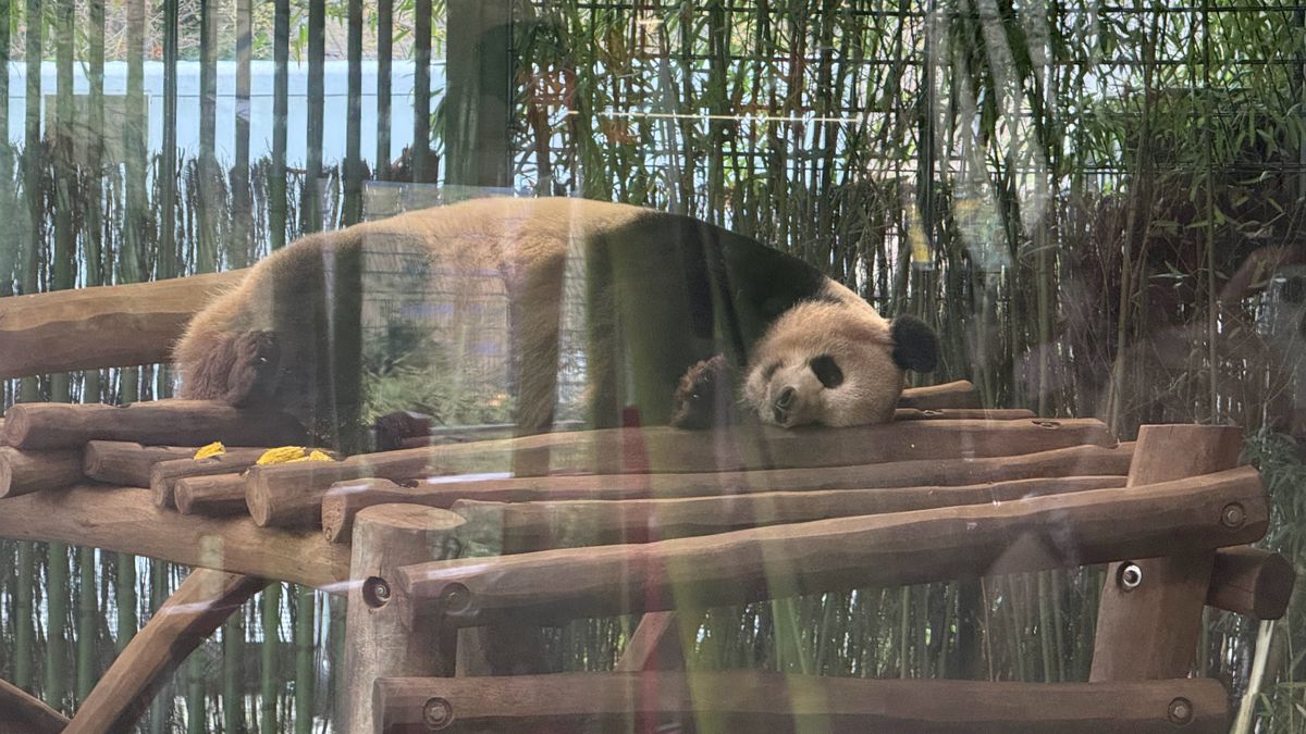 A selection of photos of animals taken at Berlin Zoo on the iPhone 16 Pro Max and Samsung Galaxy S25 Ultra