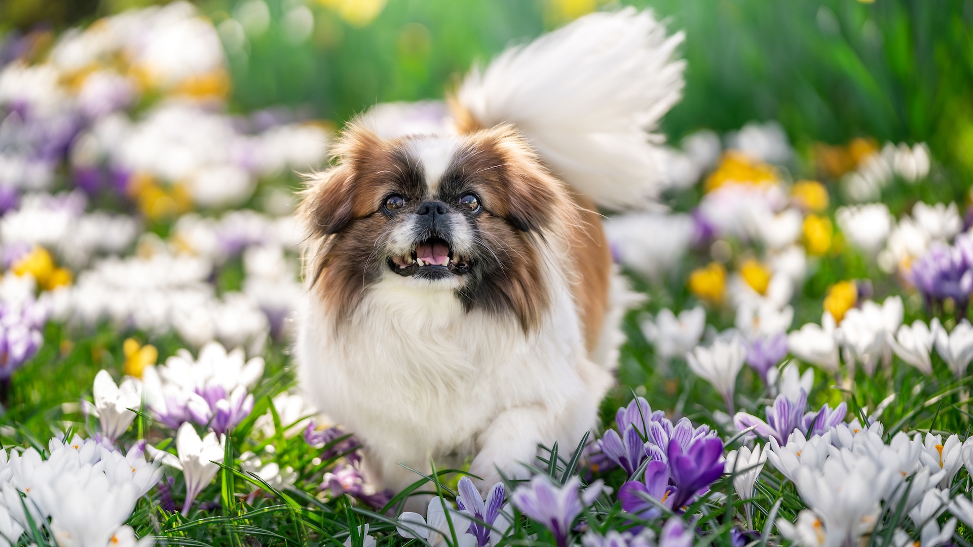 Pekingese in crocus lawn