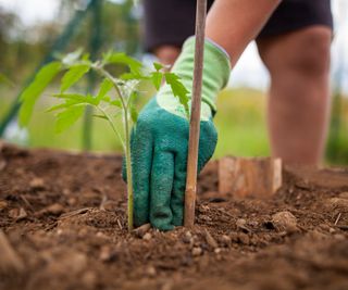 A tomato plant being planted in the soil