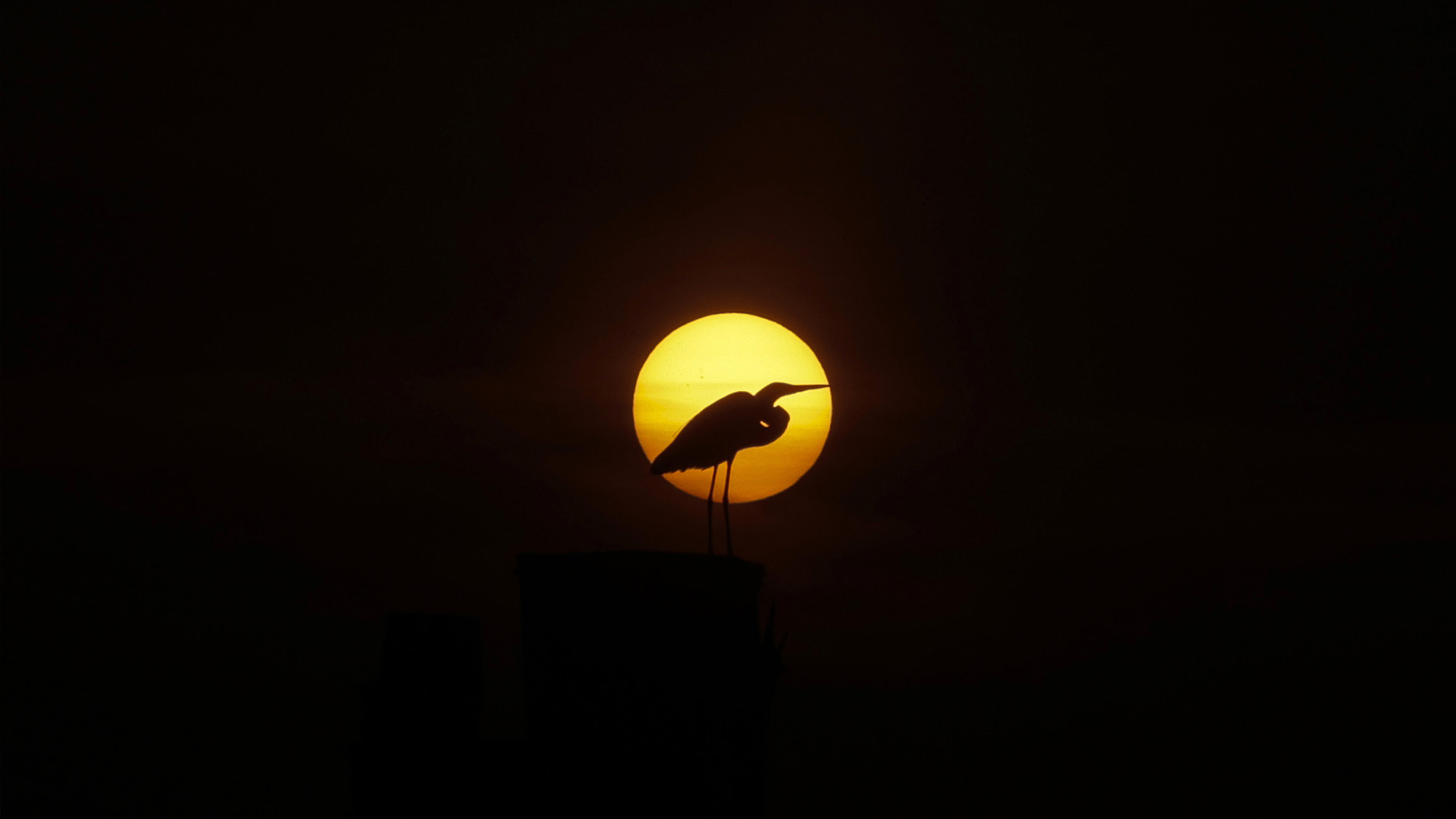 A heron silhouetted against the setting sun