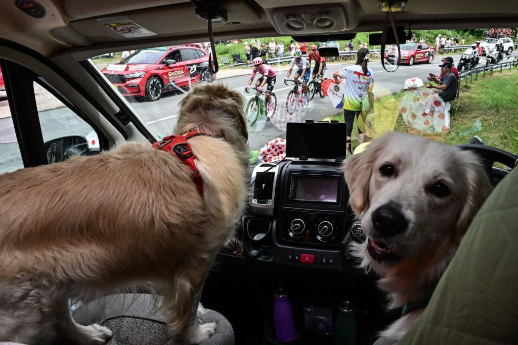Two dogs sit on the front seats of a car parked along the race route as EF Education Easyposts Costa Rican rider Andrey Amador Team Arkea Samsics French rider Matis Louvel and TotalEnergies Italian rider Daniel Oss cycle past in a breakaway during the 11th stage of the 110th edition of the Tour de France cycling race 180 km between ClermontFerrand and Moulins in central France on July 12 2023 Photo by Marco BERTORELLO AFP Photo by MARCO BERTORELLOAFP via Getty Images