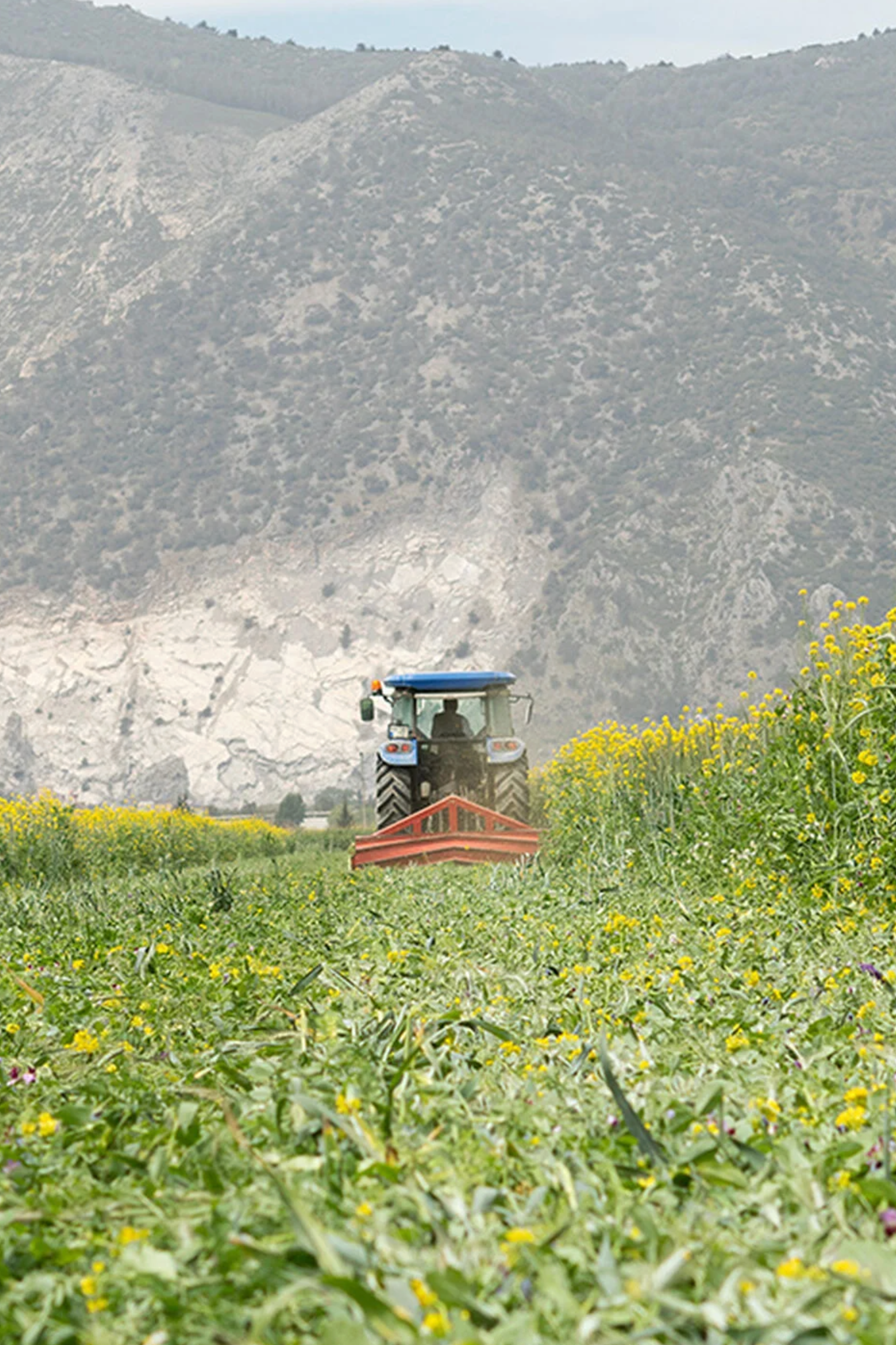 Tractor in fields