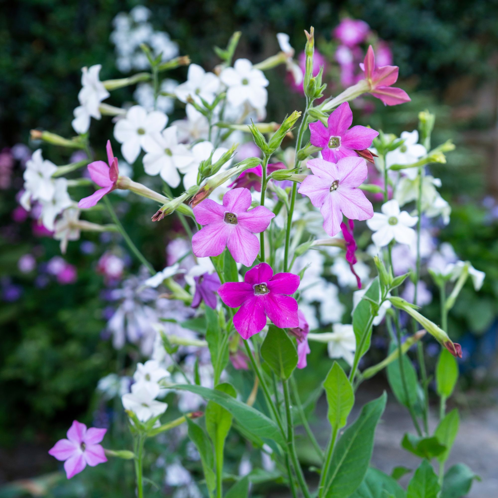 nicotania fragrant plant