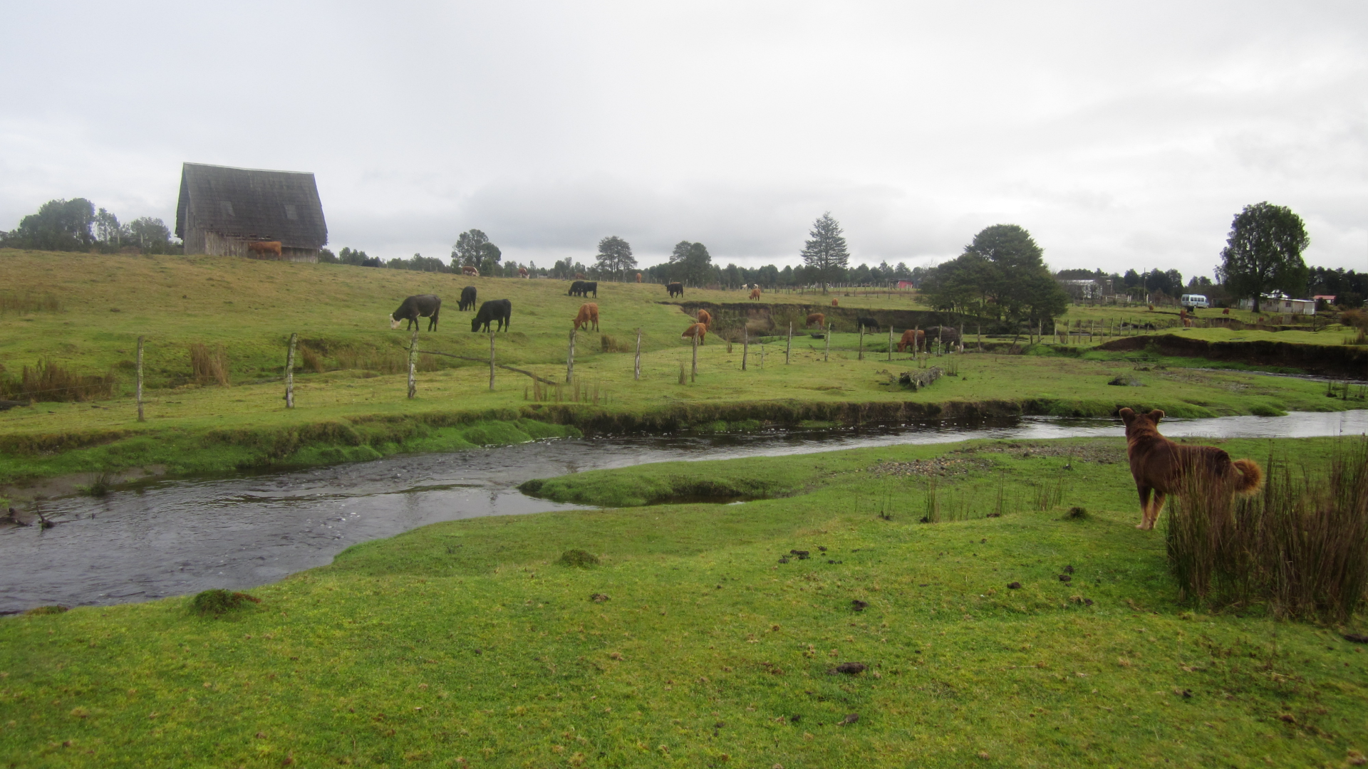 a view of a creek with green grass on the banks and cows in the background