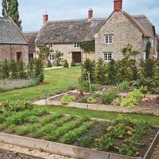 Vegetables growing in wooden raised vegetable beds in garden