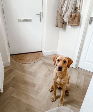 hallway with herringbone wooden flooring and labrador