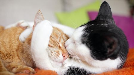 Two domestic cats cuddling; one is orange and white and the other is black and white