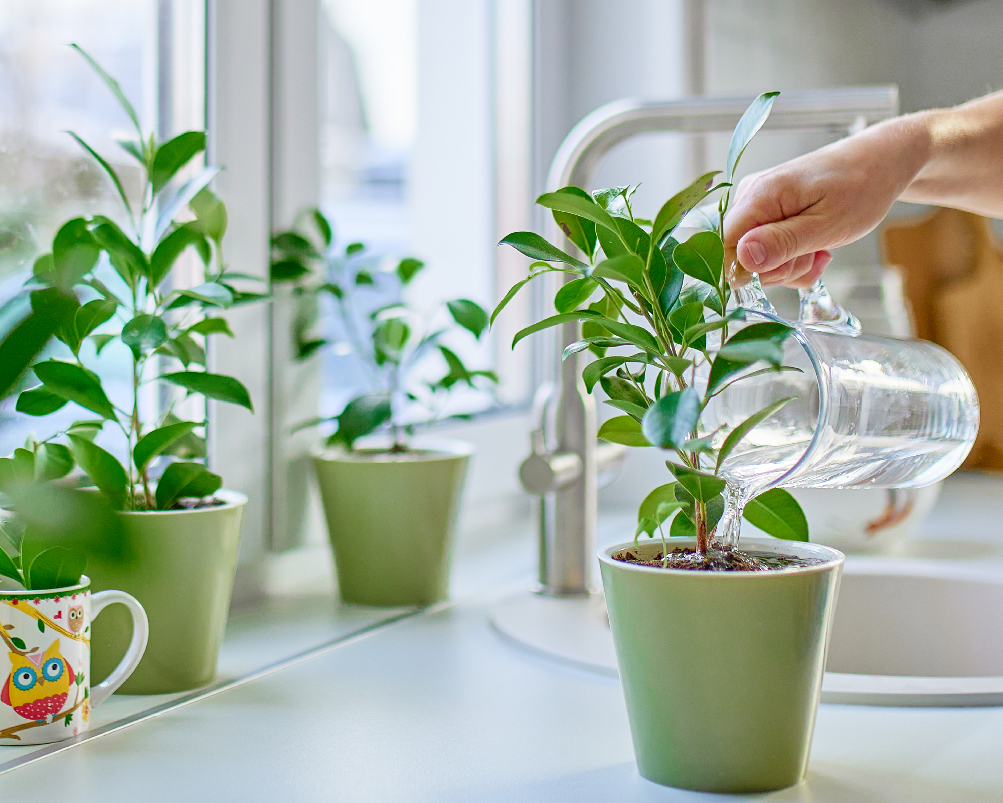 Hand with water can watering indoor plants on kitchen counter