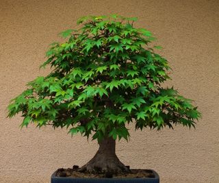 Japanese maple bonsai tree in a garden