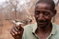 Man holding a honeyguide bird in nature reserve