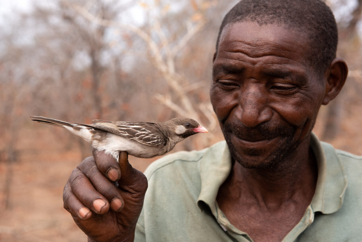 Man holding a honeyguide bird in nature reserve