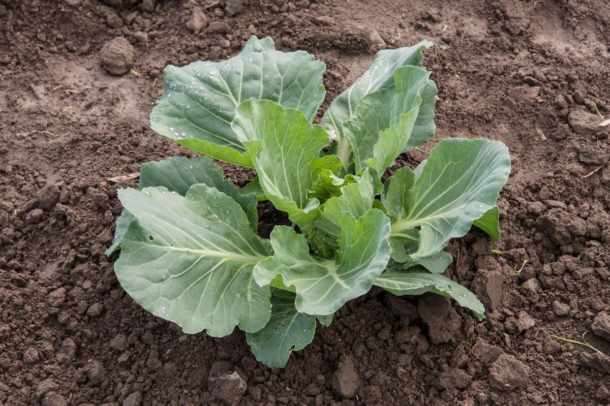 Cabbage Head Formation Cabbage Not Growing A Head Gardening Know How