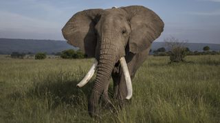 The African elephant has the largest ears of any animal, but the ears, which can be nearly 4 feet (1.2 meters) long, are only 17% the length of the animal's body.