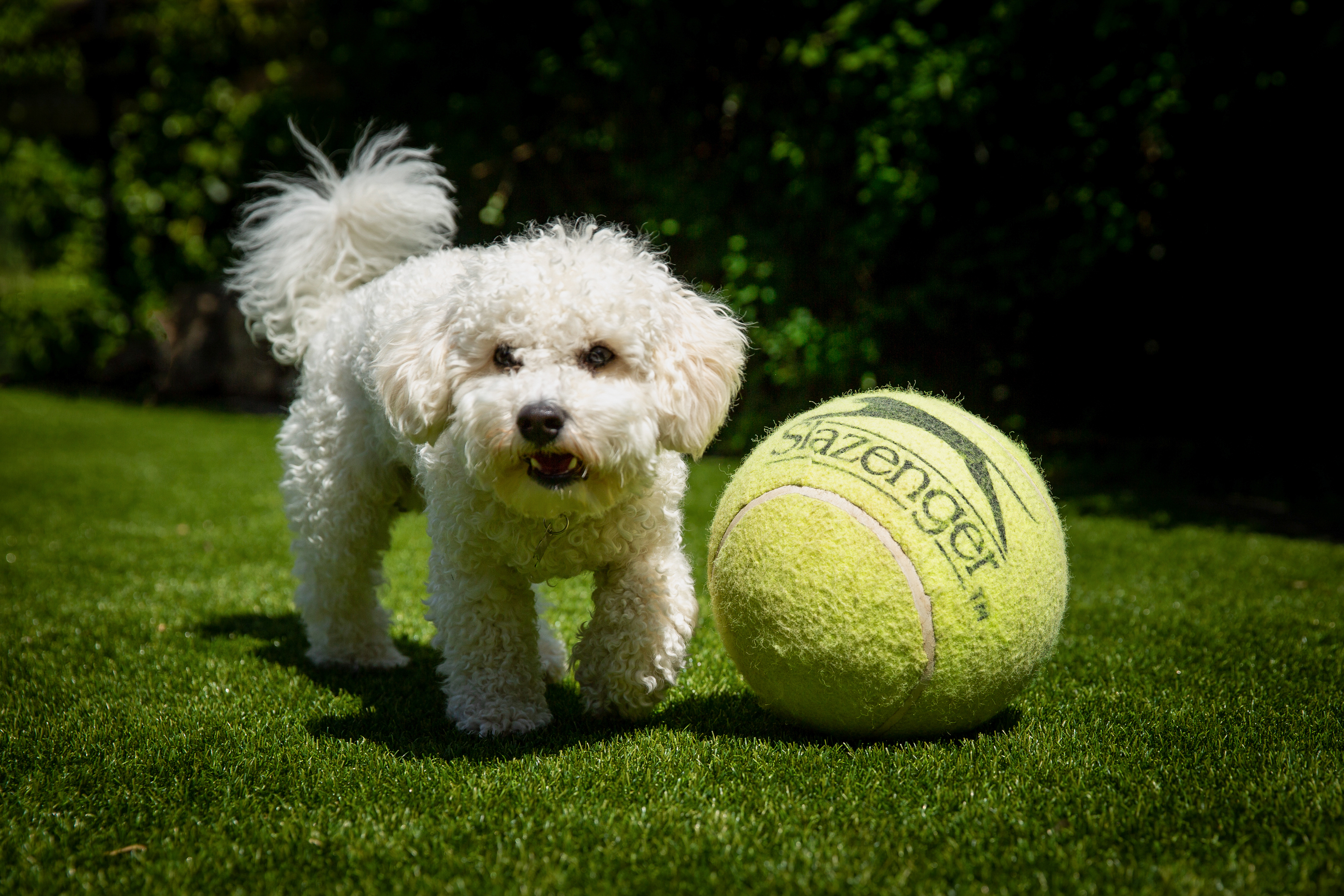 White dog on grass lawn with giant yellow tennis ball