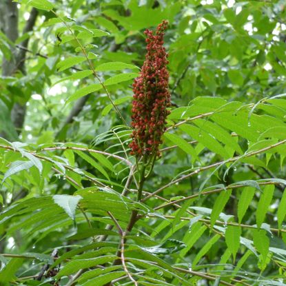 Cluster Of Red Berries On A Sumac Tree
