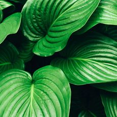 hosta