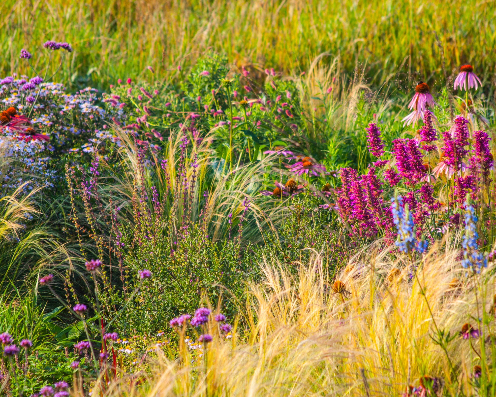 Asters, coneflowers, and ornamental native grasses in a meadow garden