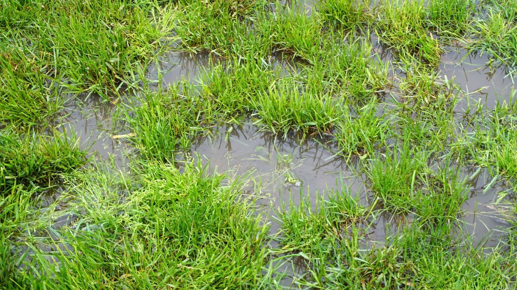 flooded lawn 