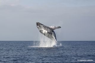 humpback whales, breaching, juvenile