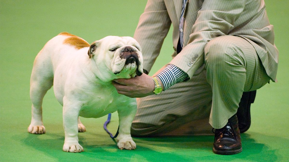 Bulldog being shown at Crufts 