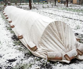 Vegetables protected from frost by row covers