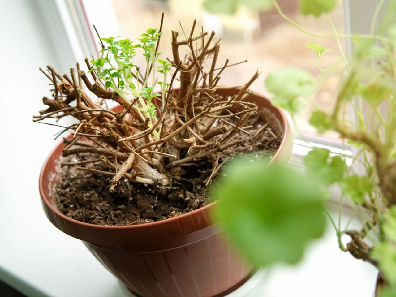 Potted Plant On Windowsill