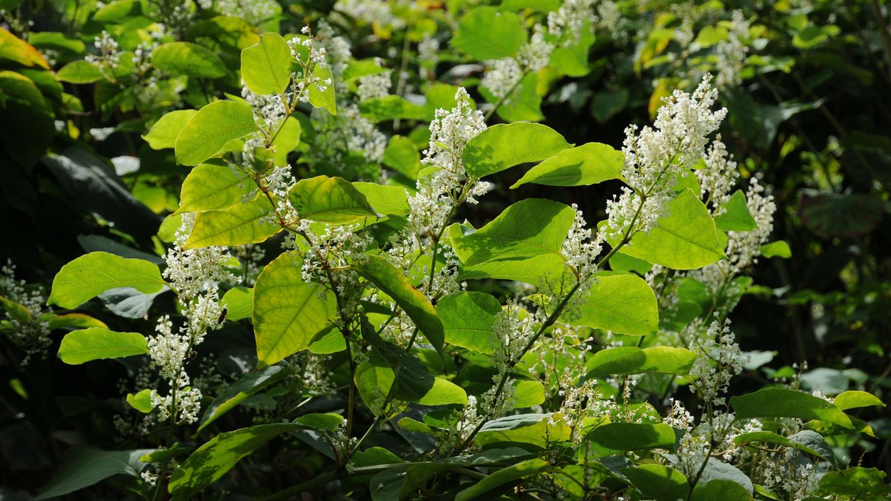 Japanese Knotweed in bloom