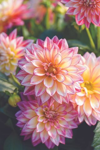 Dahlia Tropical Breeze