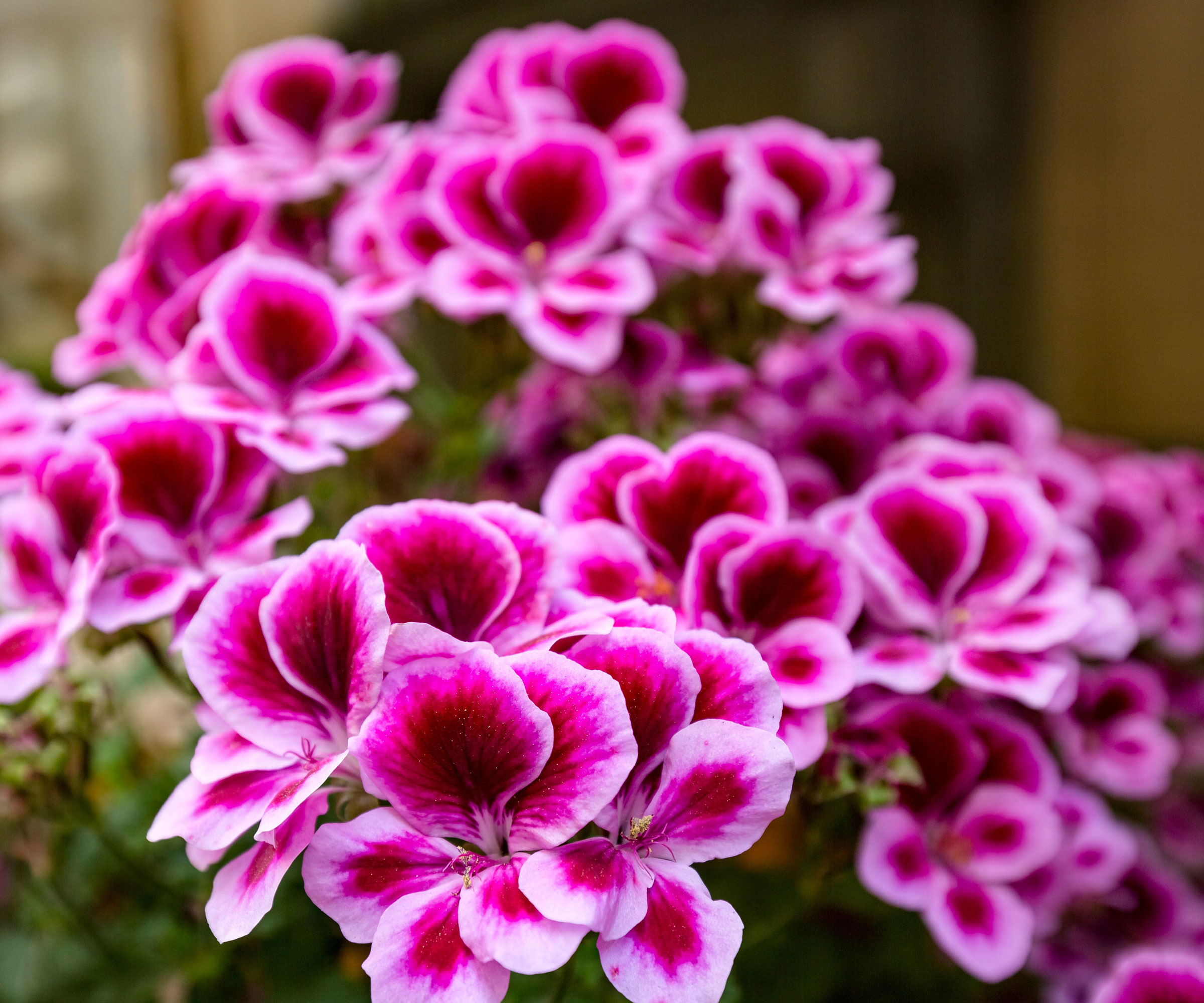 pelargonium plant with bright pink flower head