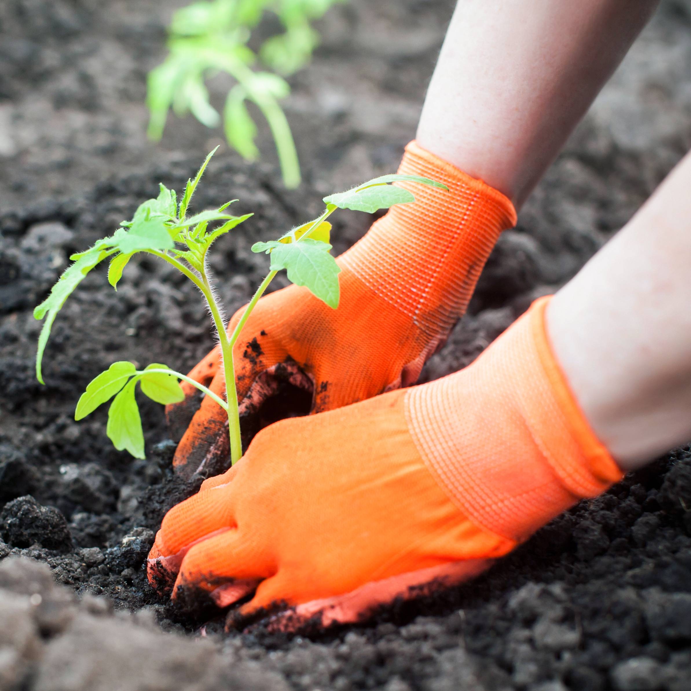 Hands in orange gloves transplanting a tomato seedling in the ground