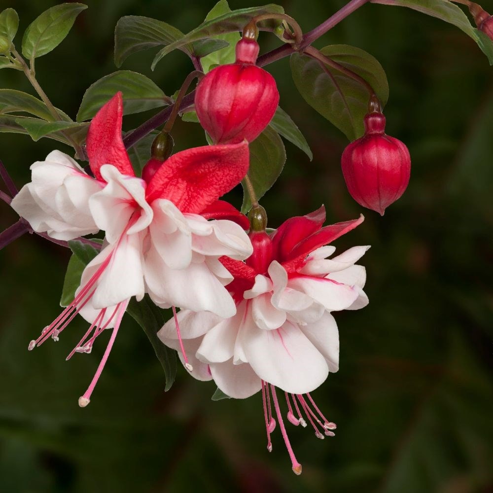 Fuchsia 'swingtime'