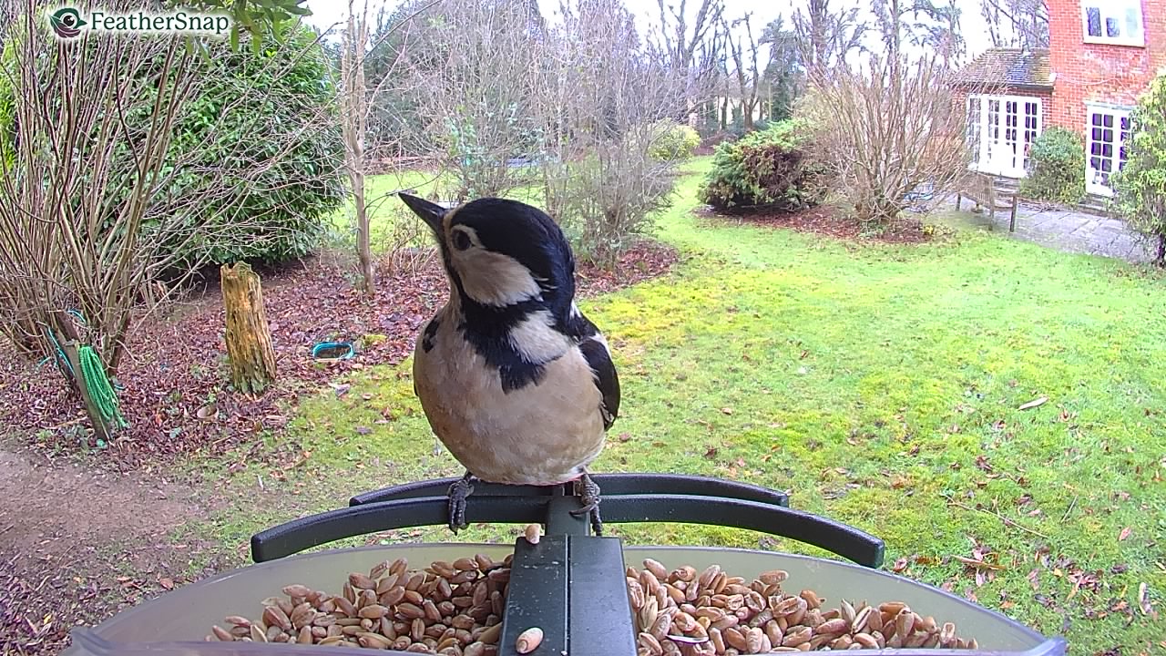 Garden bird on a bird feeder, taken with the FeatherSnap Scout bird feeder camera