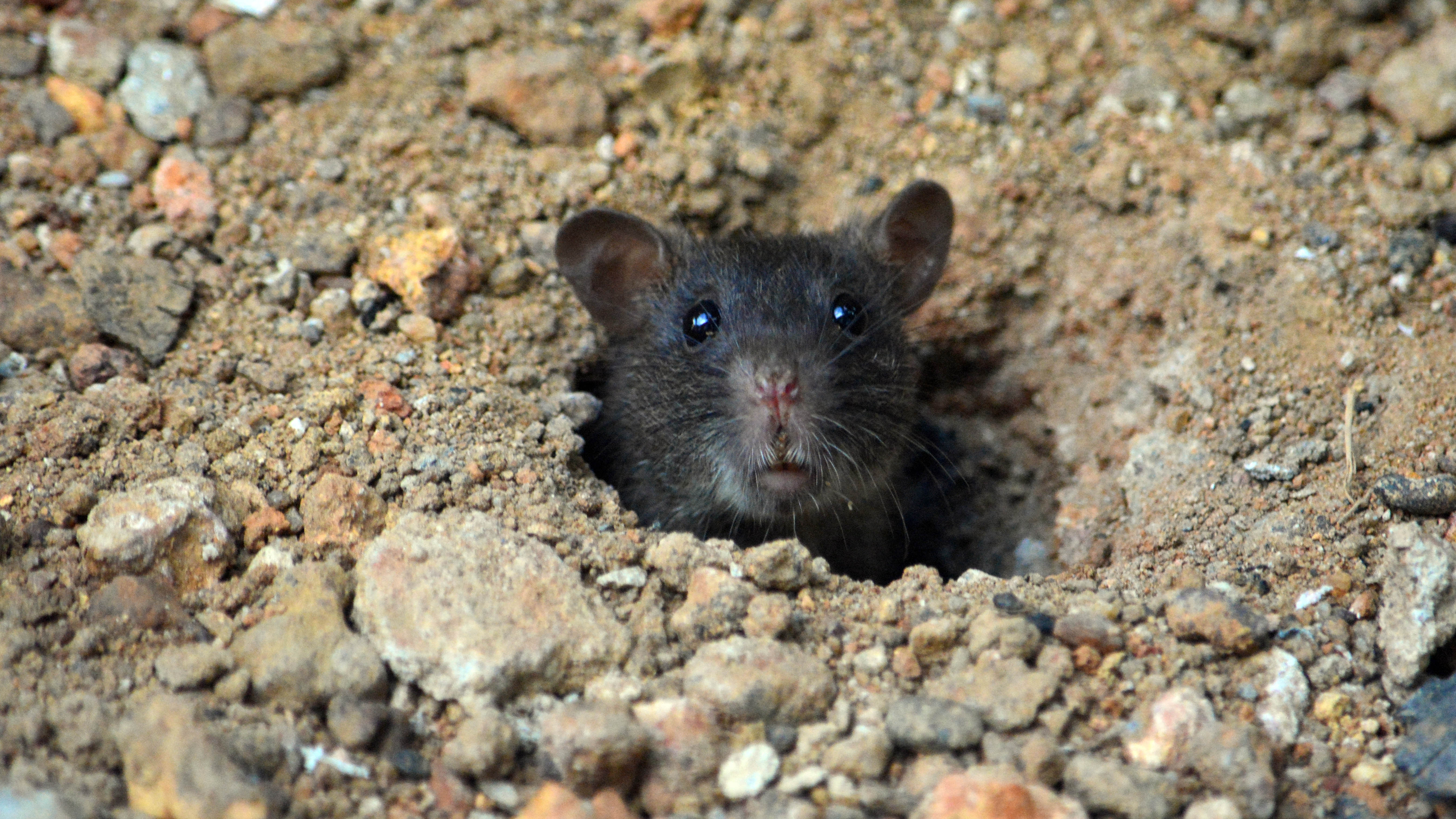Rat coming out of a hole in yard