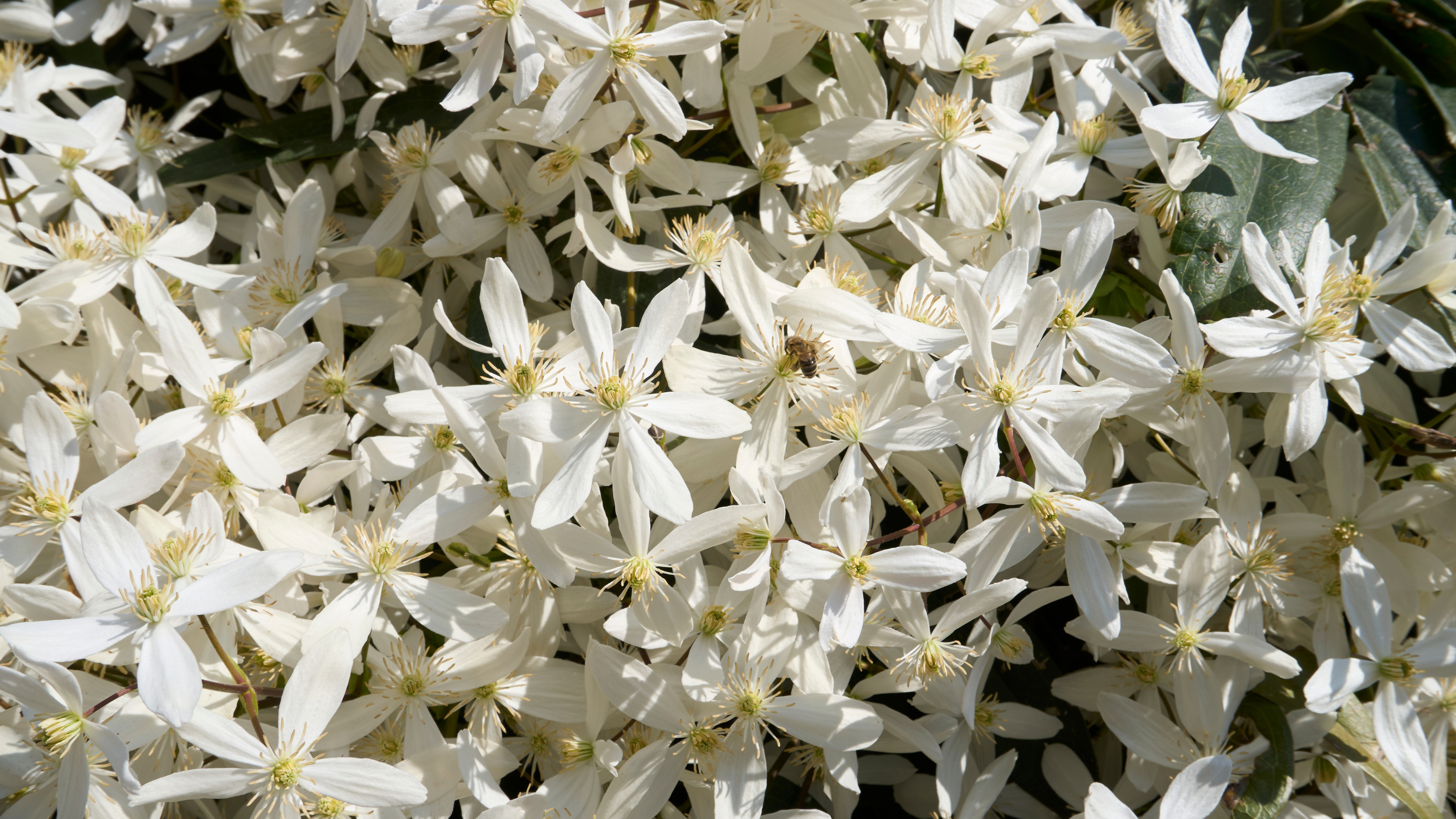 Clematis armandii white scented blossom