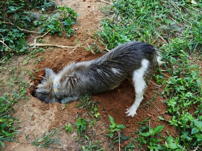 A Dog Digging In The Garden