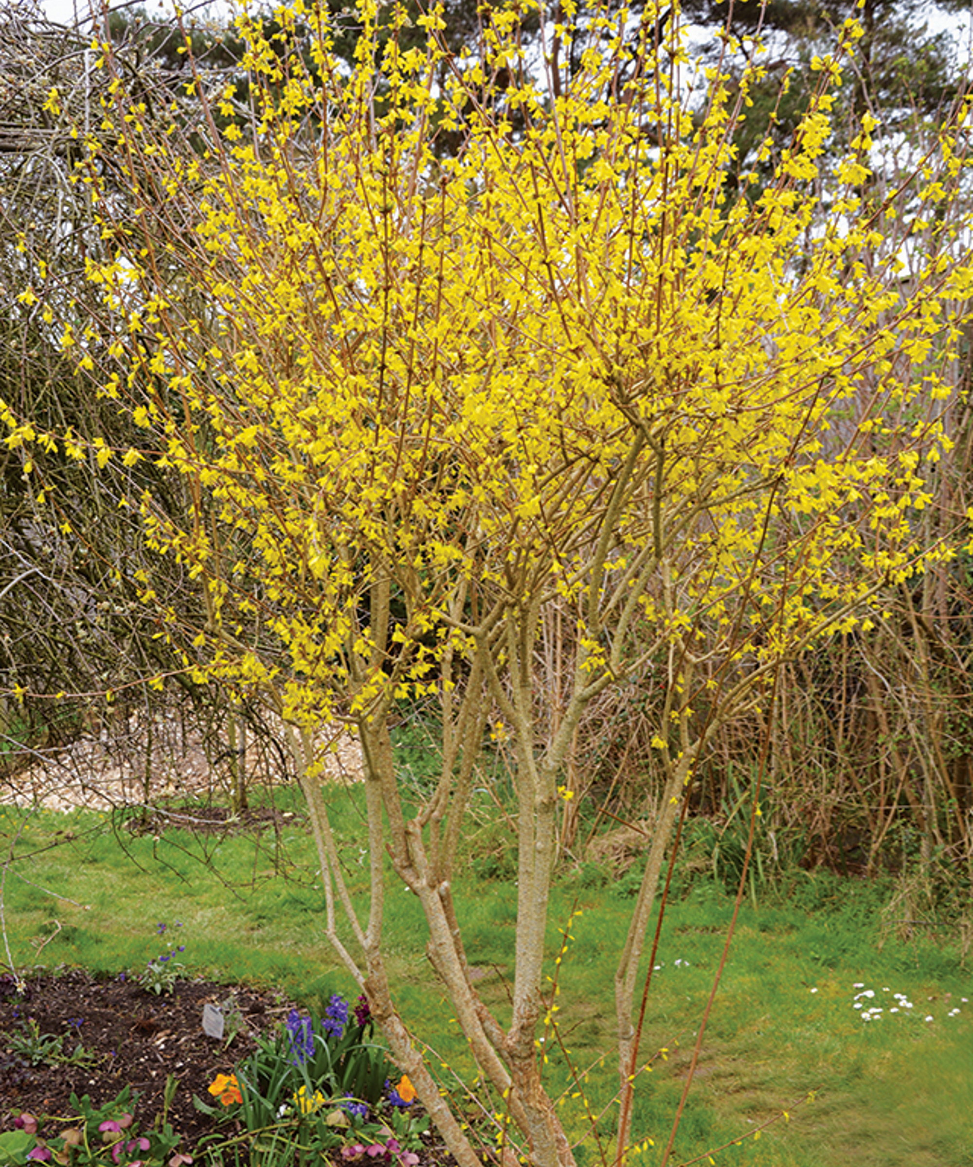 A forsythia shrub covered in yellow blooms in a spring garden