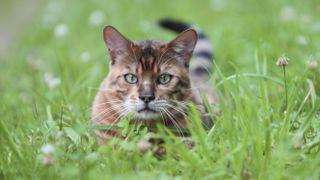 Toyger