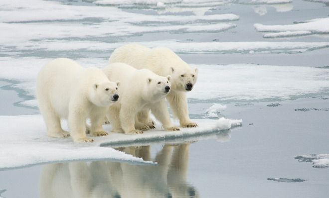 Polar Bears