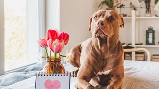 Best dog and cat names — dog with red flowers
