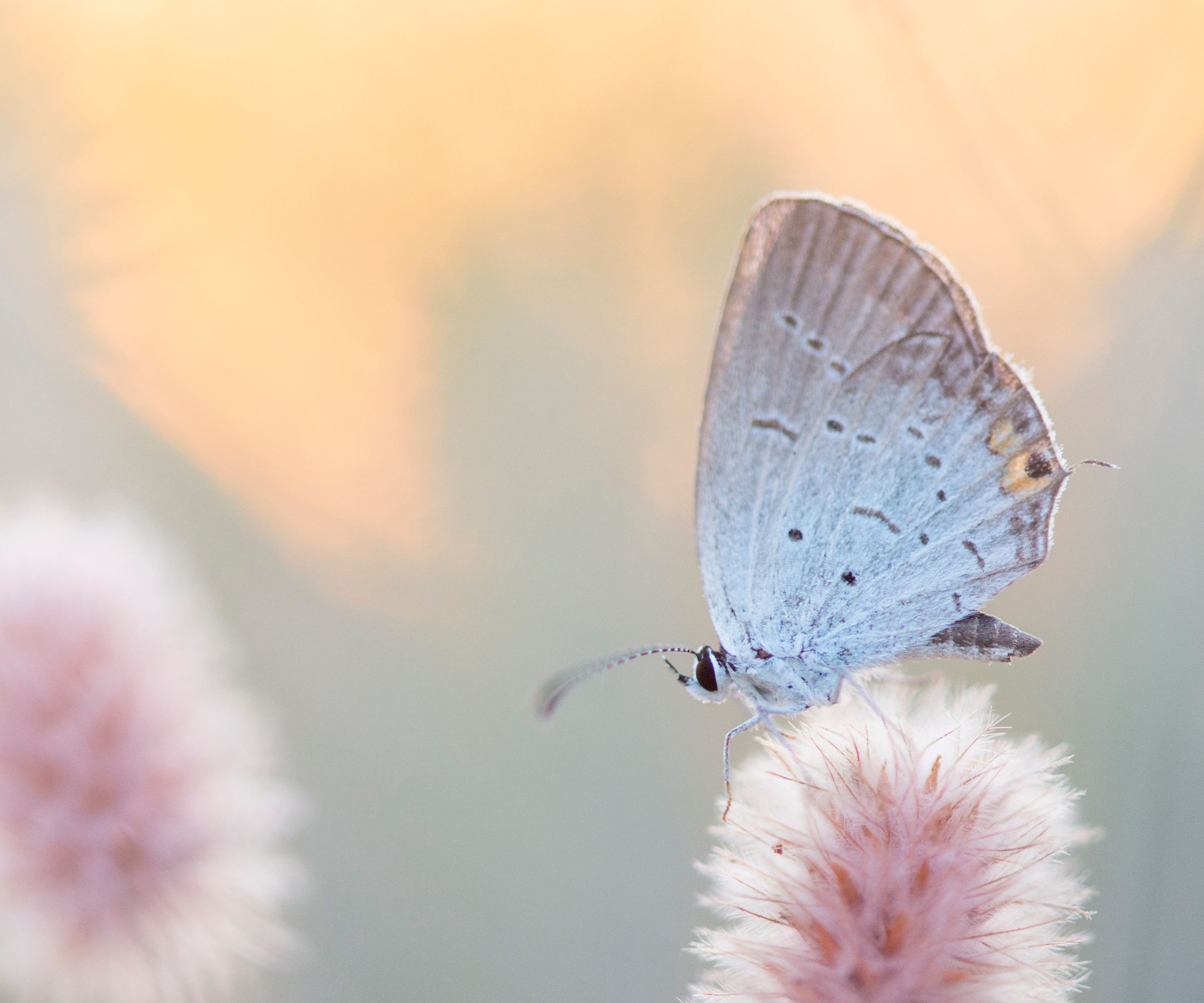 A dainty Eastern Tailed-Blue butterfly sits on a soft looking plant for just a moment as the evening sun sets.