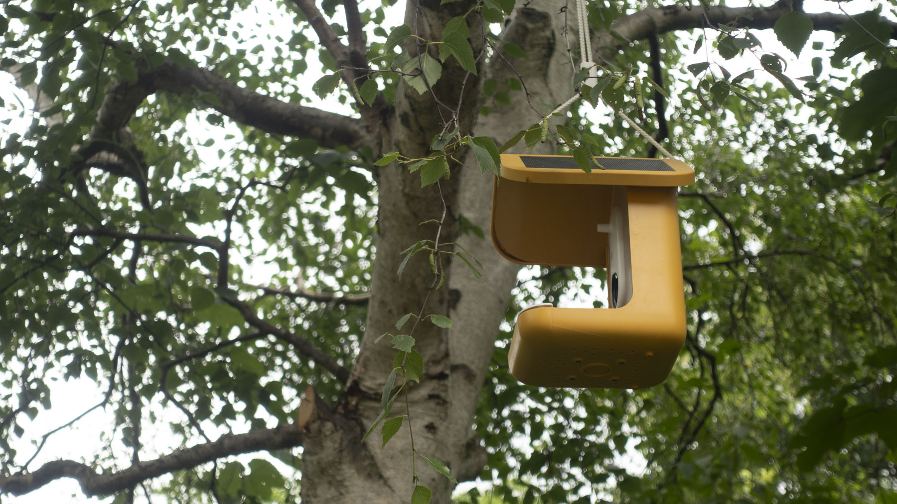 Bird Buddy Smart Bird Feeder camera hanging from a tree