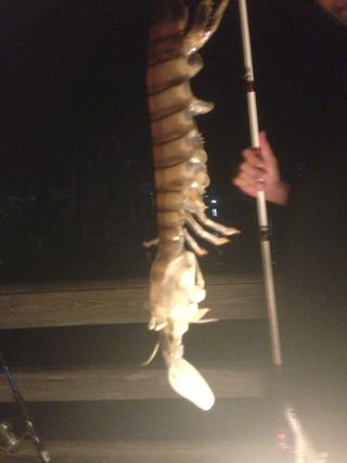 Huge Florida Mantis Shrimp